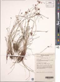 Image result for Isolepis costata