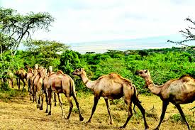 The most distinctive feature of a camel is the hump, or humps, on its back. Y5v8nleswuenym