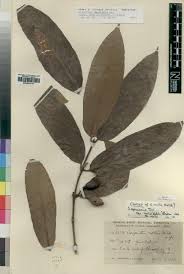 Image result for Cyphia richardsiae