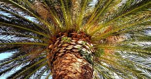 Date palm trees with fruit bagged. Edible Palms Of The World Tropical Fruit Trees For Sale Online At Pepe S Fruit Trees