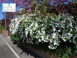 We did not find results for: Il Giardino Delle Naiadi Candide Cascate Con Spirea X Vanhouttei