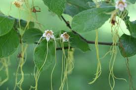 Image result for Strophanthus kombe