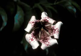 Image result for Rothmannia longiflora