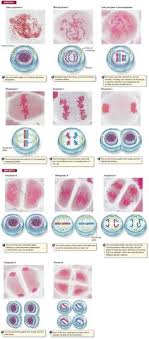 Sign, fax and printable from pc, ipad, tablet or mobile with pdffiller instantly. 210 Teachers Corner Genetics Ideas In 2021 Teaching Biology Biology Classroom Biology Lessons