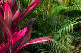 This a plant native to southeast asia. How To Care For A Hawaiian Ti Red Sister Plant