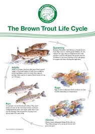 Trout Lifecycle Trout Brown Trout Life Cycles