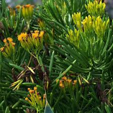 Image result for Senecio greenwayi