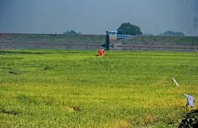 Download mp3 & video for: Waduk Lalung Karanganyar Berubah Jadi Hamparan Tanaman Padi Jatengdaily Com