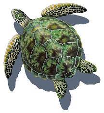 Sea Turtle Shadow Swimming Pool Mosaic Tile Sea Turtle Art Sea Turtle Pictures Sea Turtle Tattoo