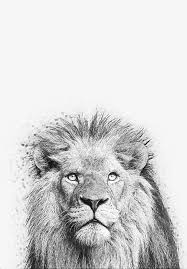 Black And White Lion Canvas Print Lion Animal Nursery Animal Wall Art Kids Room Black And White Safari Decor Modern Minimalist Photo Lion Pr Lion Art Animal Wall Art Nursery Lion Wall Art