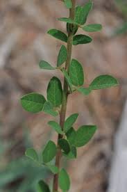 Image result for Desmodium