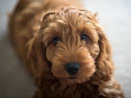 Whats the Price of a Cockapoo in 2025? | Spot Pet Insurance