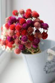 Pin On Dried Flowers
