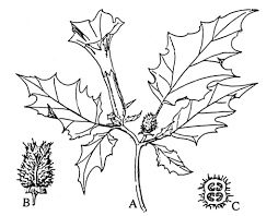 Some archaeologists have hypothesized it represents a genus of the psychoactive flower datura. Herbs Datura Stramonium The Pharmacognosy