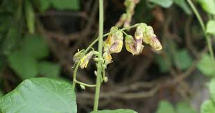 Image result for Rhynchosia caribaea