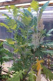 Image result for Bocconia arborea