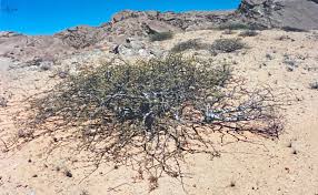 Image result for Commiphora tenuipetiolata