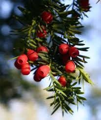 Perfect for small spaces, ilex verticillata little goblin® orange (winterberry) is a dwarf shrub with excellent year round interest. Howto Eat Berries In The Wilderness Camping Wonderhowto