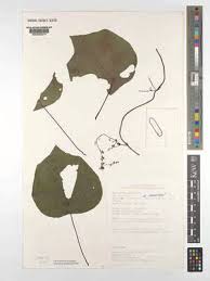 Image result for Stephania abyssinica