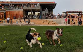 Bar K Dog Bar Dog Bath Dogs Dog Park