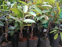 How come the small musang king durian can bear the fruit the most? Anak Pokok Menjual Benih Online Terbesar Di Malaysia Facebook