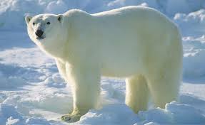 Résultat de recherche d'images pour "polar bear"