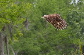 We did not find results for: Barred Owl Flight Flying Bike Cooperative Brewery