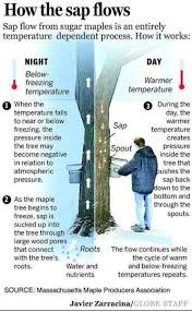 Masters Project Maple A Sap To Syrup Guide A Manual For