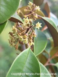 Image result for Chrysophyllum