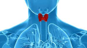 Image result for Thyroid Function Test