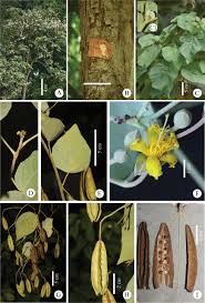 Image result for Malvaceae subfamily Grewioideae