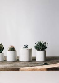 My plants from succulent market always arrive great. 15 Perfect Plants For Minimalists Juniperoats Concrete Planters Plants Best Indoor Plants