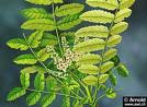 Image result for Erythrococca