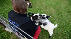 Get A Goat For Your Next Zoom Meeting Youtube