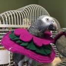 rio 2 cast parrots talking to each other