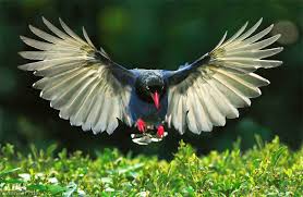 25 Most Beautiful Bird Photography Examples And Tips For Photographers Polish your personal project or design with these wildlife photography transparent png images, make it even more personalized and more attractive. 25 most beautiful bird photography