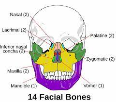 Figure, Facial skeleton, Mandible, Vomer, Maxilla,...] - StatPearls - NCBI  Bookshelf