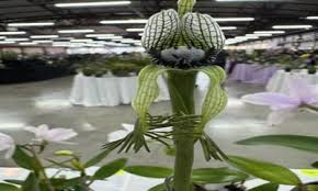 Image result for Cribbia