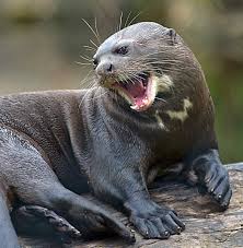 Giant Otter Facts Habitat Diet Life Cycle Baby Pictures