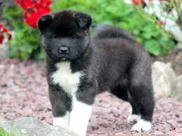 Lancaster puppies advertises puppies for sale in pa, as well as ohio, indiana, new york and other states. Akita Puppies For Adoption