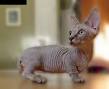 Minskin Kittens For Sale by Reputable Breeders | Pets4You