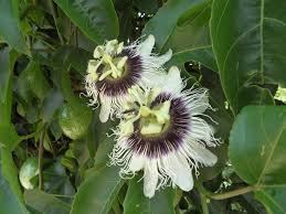 Image result for Passifloraceae