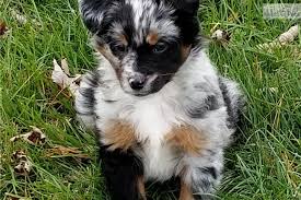 Located in northern indiana estimated size 15in 20lbs will be dewormed, seen by the vet, and up to date on shots. Miniature Australian Shepherd Puppy For Sale Near Bloomington Indiana Adb3c591 4411