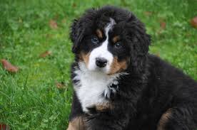 One puppy is committed to a local pet home, and placements of the other two will depend on conformation evaluations at 8 weeks of age. Bernese Mountain Dog Breeders Bernese Love