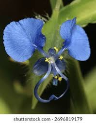 Image result for Commelina schweinfurthii
