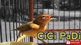 Goyang hot vulgar video para artis indo sepert. Kicauan Burung Cici Padi Si Mungil Bersuara Unik Youtube