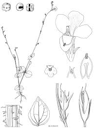 Image result for Agelanthus patelii