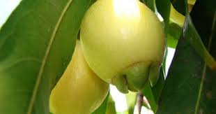 Pumarosa Bodegon De Frutas Frutas Exoticas Frutas Y Vegetales