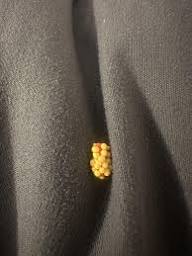 Not sure what these teeny tiny yellow eggs belong to...