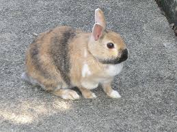 Virtually all our small mammal pets are captive bred, with the current exceptions of prairie dogs and 24.04.2013 · i'm looking for a small pet mammal, rodent or other unusual or exotic small animals. Hd Wallpaper Rabbits Hare Pet Munchkins Animal Pets Cute Small Mammal Wallpaper Flare